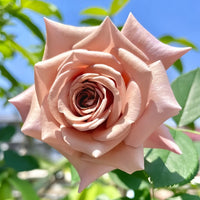 Koko Loco Rose Plant|可可洛可