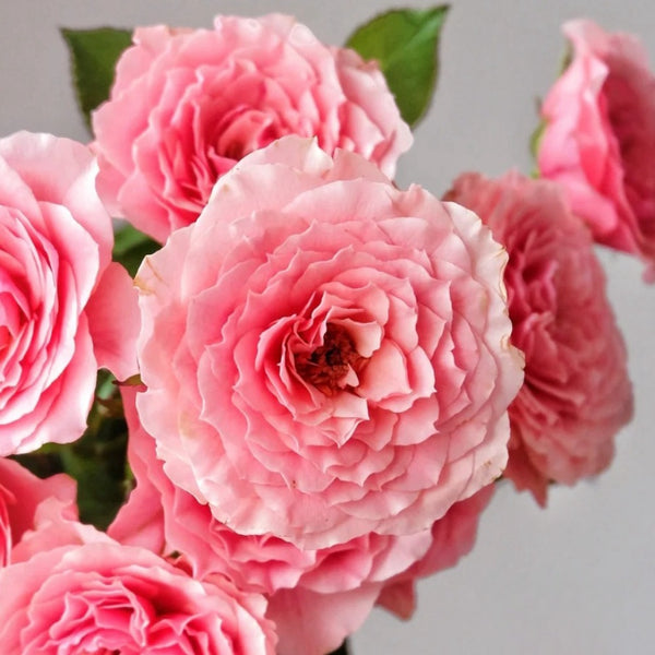L_EtoileRose3_600x600.jpg?v=