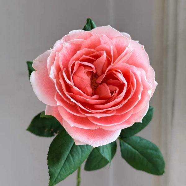La Chance Rose Plant|甜蜜回音 – Rose_Explosion