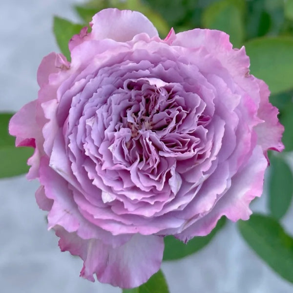 Rose216ライトブルーxs Ibanez RG460DX-BLH Blue Haze | USA