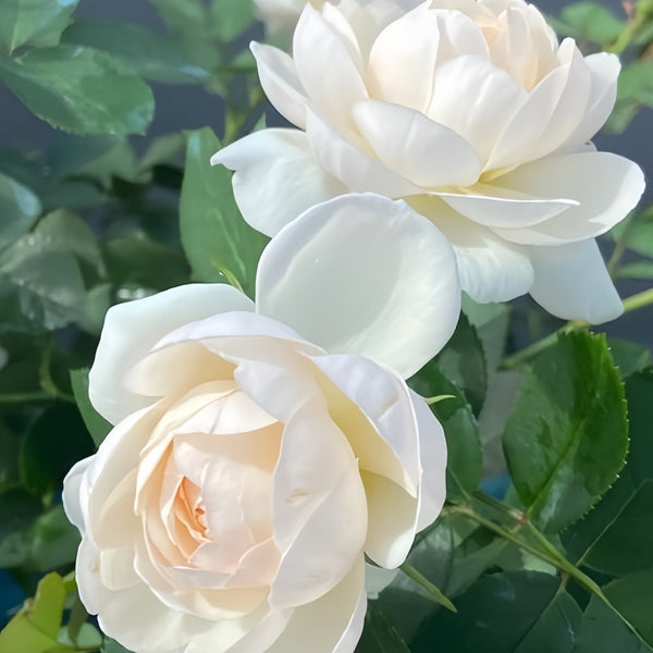 Stunning Lapin Rose Plant for a Vibrant Rose Garden – Rose_Explosion
