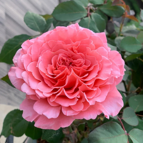 Laurent Cabrol Rose Plant｜劳朗卡布罗尔 – Rose_Explosion