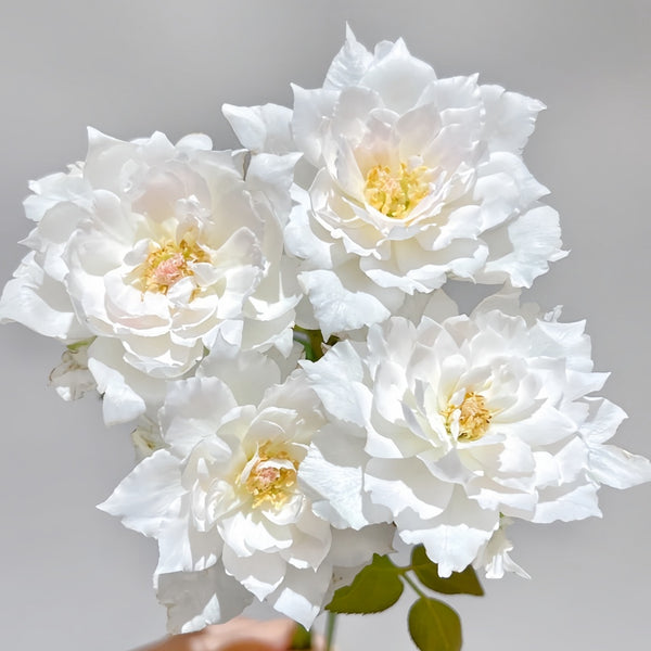 Le Blanc Rose Plant|乐柏/勒布朗 – Rose_Explosion