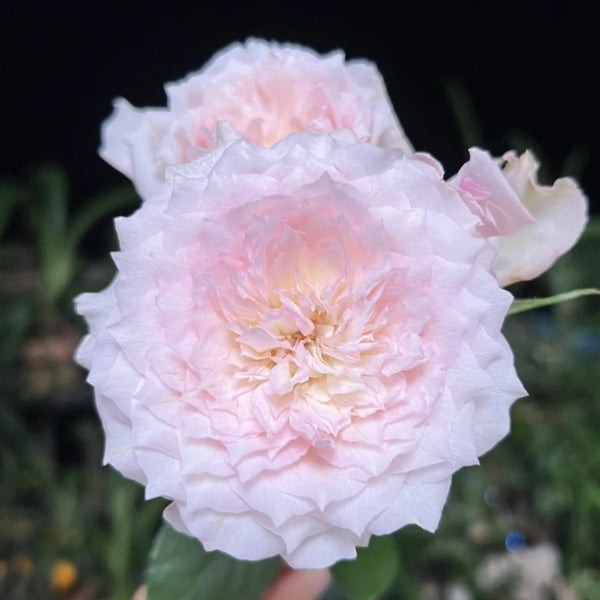 LeRireRose6_600x600.jpg?v=