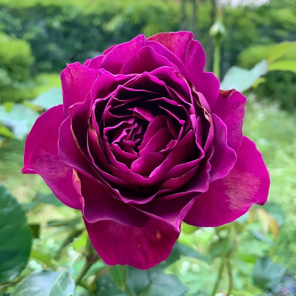 Le Temps Des Cerises Rose Plant|樱桃时节 – Rose_Explosion