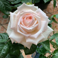 Madame Anisette Rose Plant|茴香酒夫人