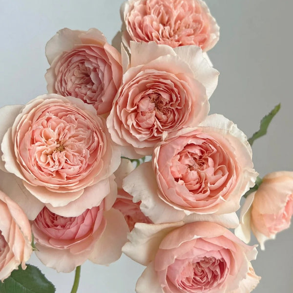 Masora Rose – Japanese Apricot-Pink Rose with Fruity Fragrance
