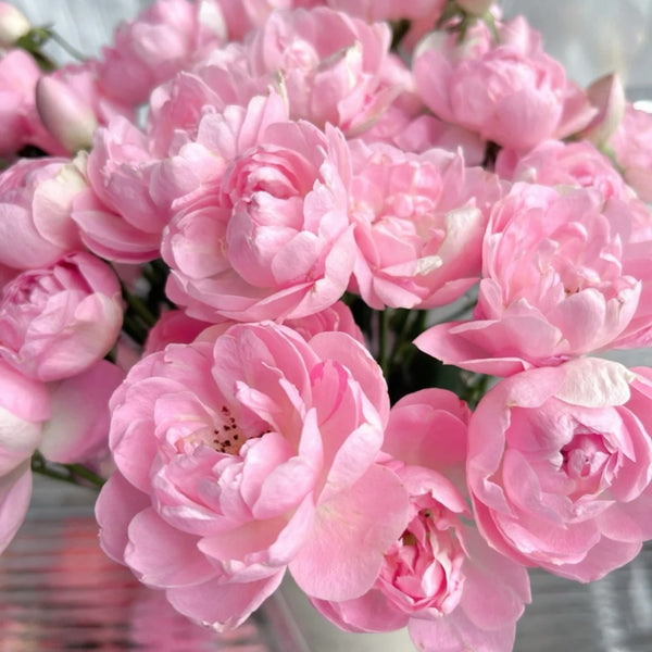 ★MIDNIGHT MOVE★ dot rose t red Rosa 'Midnight- buy roses online from RV Roger Ltd