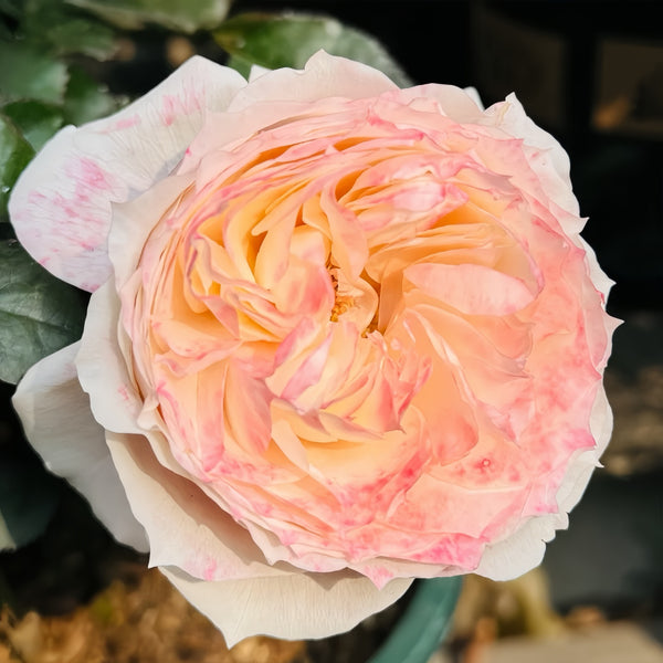 花 Milktea Milk tea Rose Plant|乳茶 – Rose_Explosion