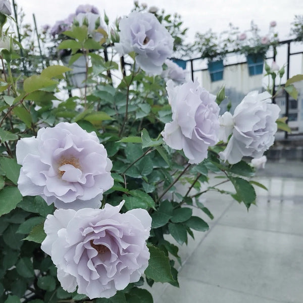 Misty Purple Rose Plant | 朦胧紫 – Rose_Explosion