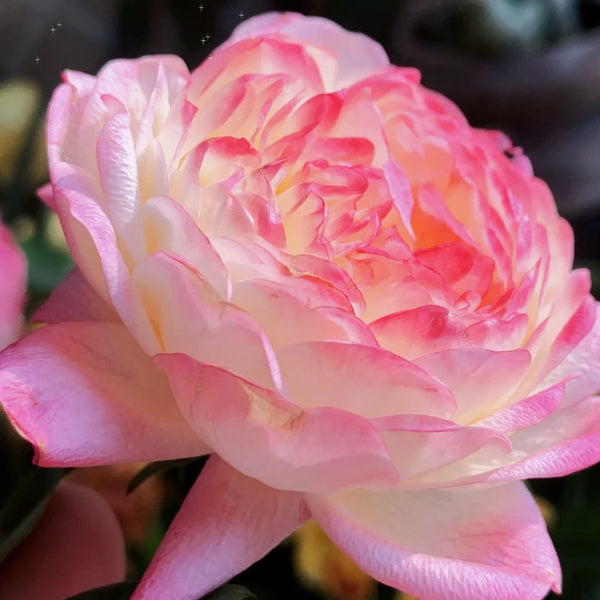 Mon_Amour4_600x600.jpg?v=