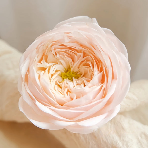 ROSE BUD 2017 PRE SPRING カタログ　森星 ROSE BUD OFFICIAL WEB SITE | ROSE BUD＝「バラのつぼみ」 常に