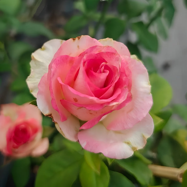 Nicoletta Rose Plant|尼克莱塔 – Rose_Explosion