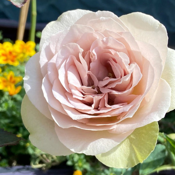 その他 rose Notre Dame Hybrid Tea Rose Bush | Velvety Red Cut Flowers