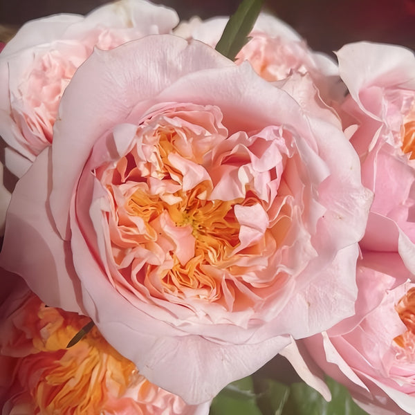 Notting Hill Rose Plant|诺丁山 – Rose_Explosion