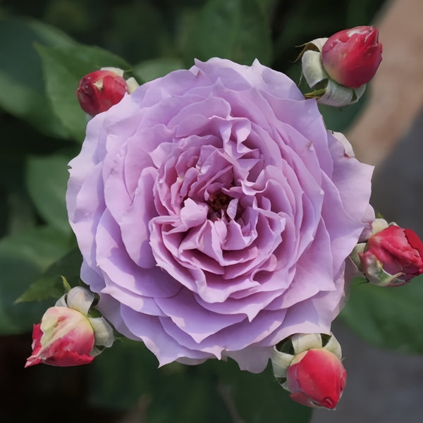 Novalis Rose Plant|诺瓦利斯 – Rose_Explosion