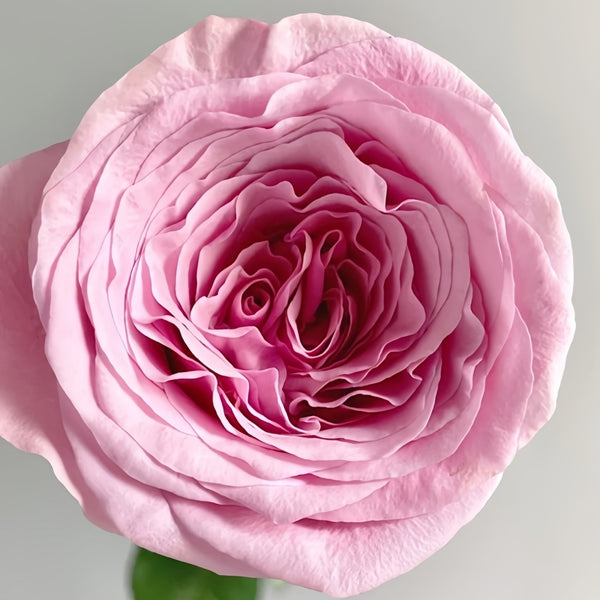 「Pink Rose」テンペラ画 Pink Rose」板絵テンペラ画 | ようこそ！ アトリエ