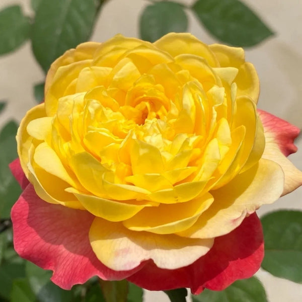 Orange Face Rose Plant | 橙面鹦鹉 – Rose_Explosion