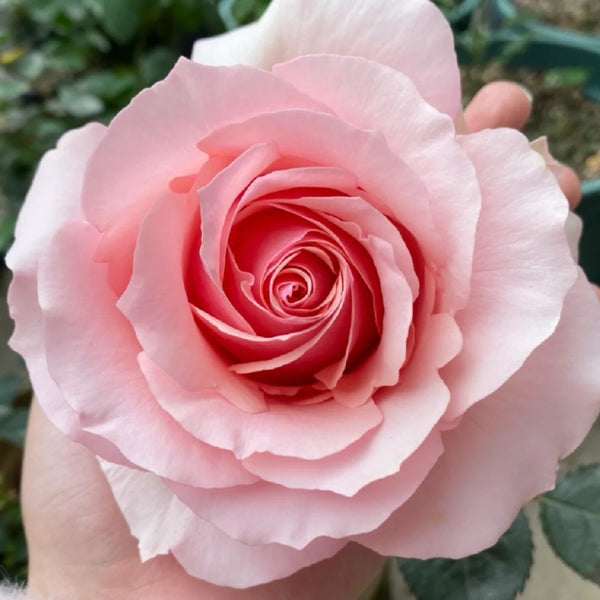 Parle moi Rose Plant｜侧耳倾听 – Rose_Explosion