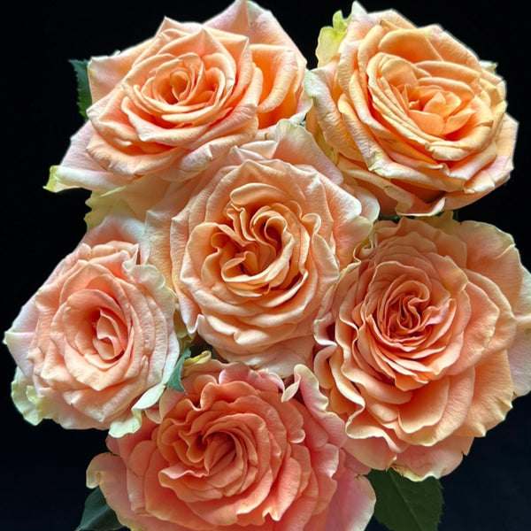 Peach Rose (ピーチローズ) 60g❤️定価10800円 新品未開封 Peach X-pression Rose Plant | 蜜桃激情 – Rose_Explosion
