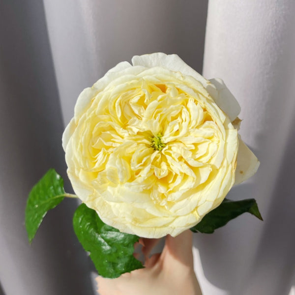 Persuasion Rose Plant|说服 – Rose_Explosion