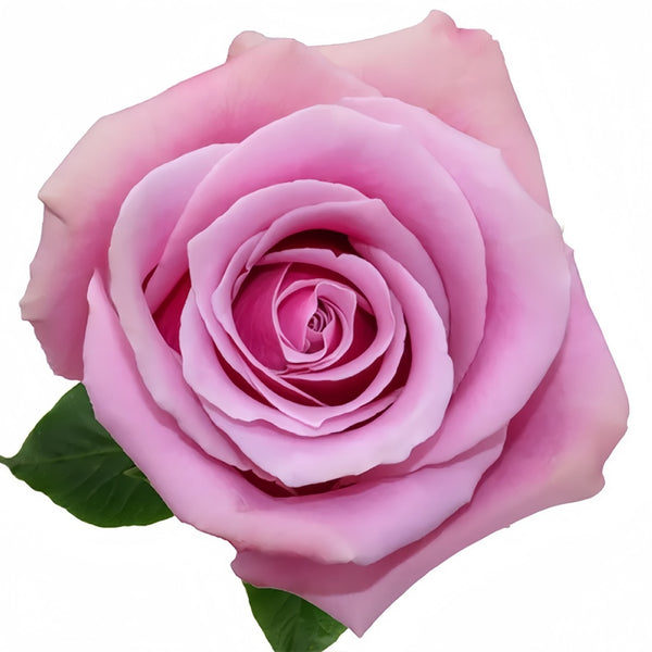 PrimeTime01_600x600.jpg?v=