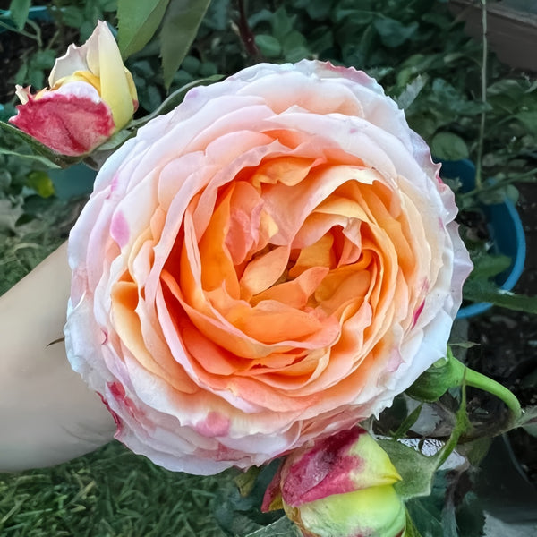 Princess Aiko Rose Plant|爱子公主 – Rose_Explosion