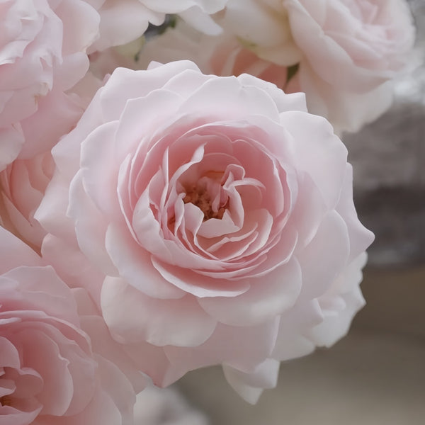 PrincessFairyKiss01_600x600.
