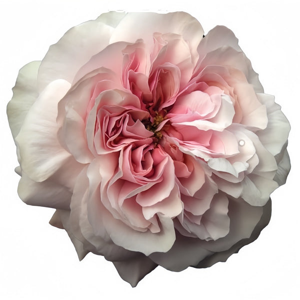 PrincessHoshikoRose01_600x600.