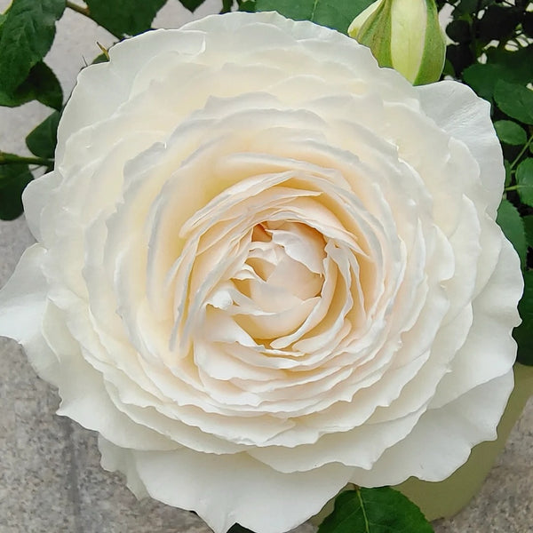 PrincessMiyuki6_600x600.jpg?v=