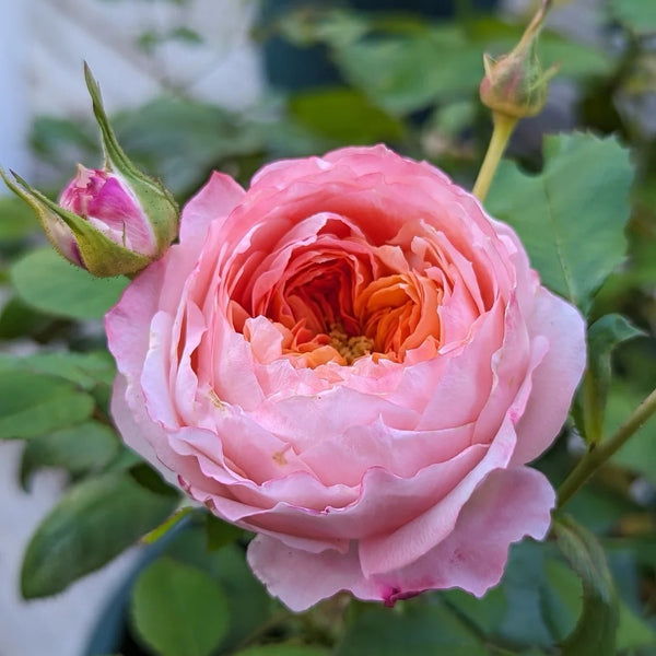 Princess Sakura Rose Plant | Beautiful & Fragrant Garden Rose
