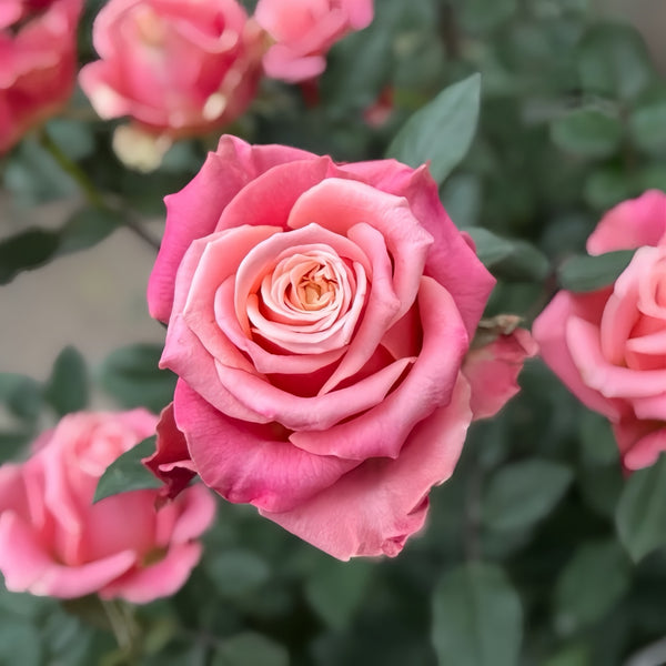 Promise Rose Plant|诺言 – Rose_Explosion