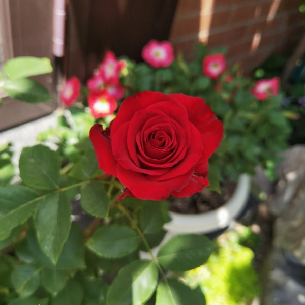 RedBrideRose01_600x600.jpg?v=