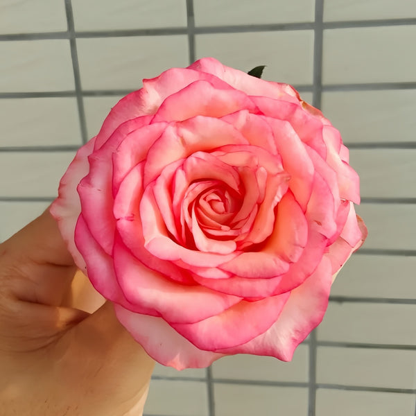 Red Sleeve Rose Plant|红袖 – Rose_Explosion