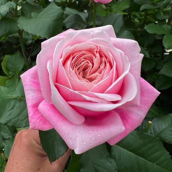 Rehab Rose Plant|康复-Pre Sale – Rose_Explosion