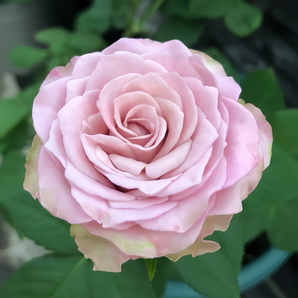 Retro Love Rose Plant|古典爱情 – Rose_Explosion