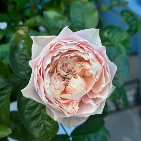 「ゆかり」切花バラ挿木苗 Romantic vuvuzel♡ Rose ゆかり様専用」切花バラ挿木苗 Romantic vuvuzel♡ Rose