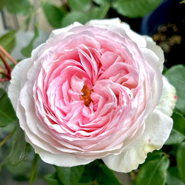 Roxanne Rose Plant｜罗克珊 – Rose_Explosion