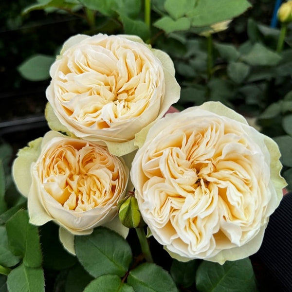 Royal Romance Rose Plant｜皇家浪漫 – Rose_Explosion