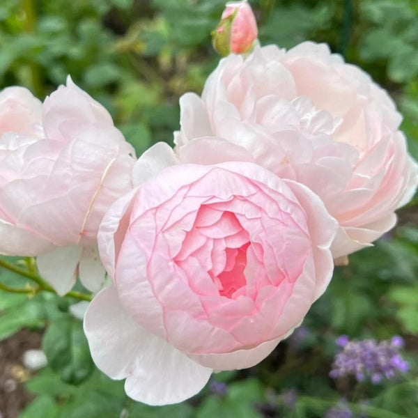 Scepter'd Isle Rose Plant(David Austin)|权杖岛玫瑰 – Rose_Explosion