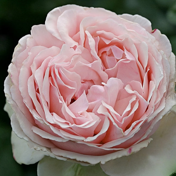 Sachet Rose Plant｜木村香囊 – Rose_Explosion