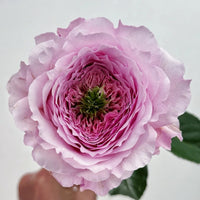 Serendipity Rose Plant | 机缘巧合