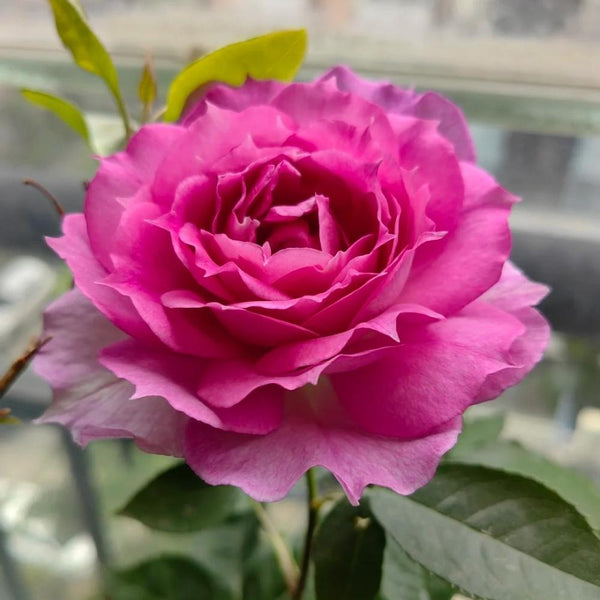 【ROSE☆ROSE】【2点まとめ】 11_ce2d6c51-7131-4c23-a6f1-