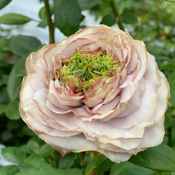 Shelvers Rose Plant | 贝壳花瓶 – Rose_Explosion