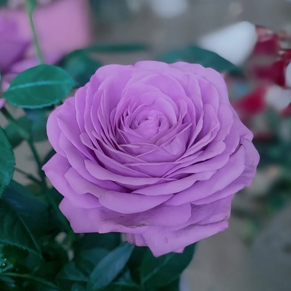 ROSE BUD 2017 PRE SPRING カタログ　森星 Shinoburedo Rose Plant|蓝色风暴 – Rose_Explosion