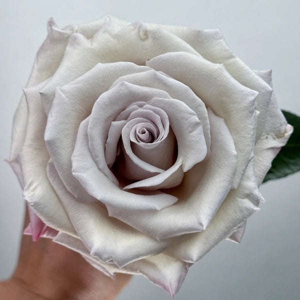 Silver Sand Rose Plant – Elegant Light Grey Flowers with Long Vase