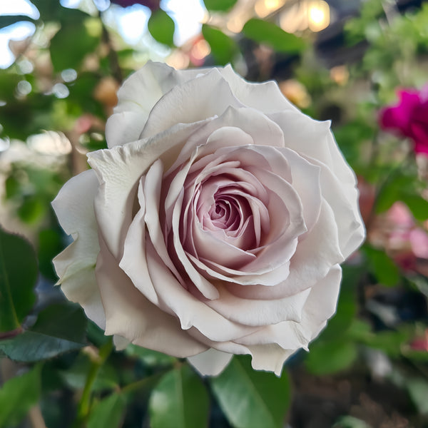 rose rose✨ Favorite rose #10: Quick Silver ('KO 04/2033-01'/KORpucoblu