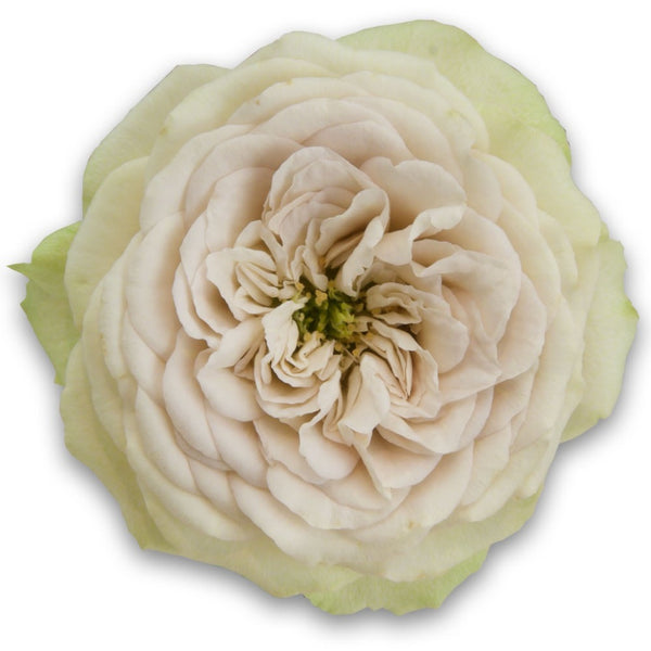 Silvermine Rose Plant|银矿 – Rose_Explosion