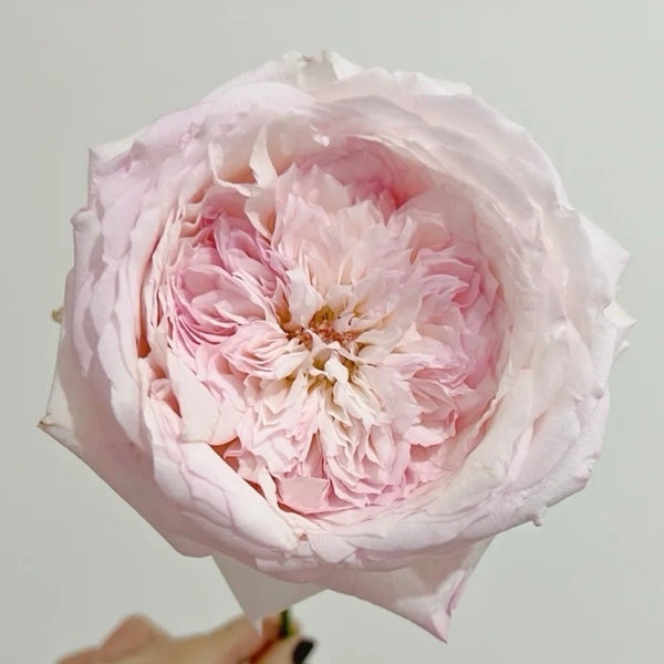 Special Bride Rose Plant｜特别新娘 – Rose_Explosion