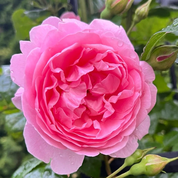 Strawberry Hill Rose Plant (David Austin) | 草莓山 – Rose_Explosion